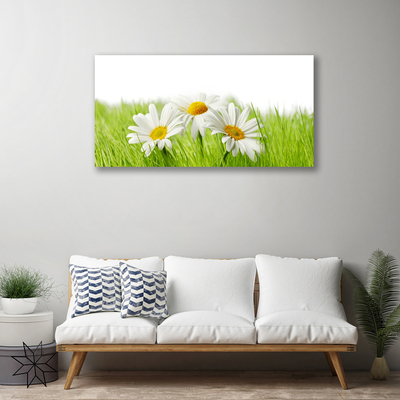 Foto quadro su tela Pianta di fiori di margherita