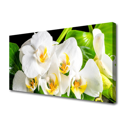 Quadro stampa su tela Fiori di orchidea Natura