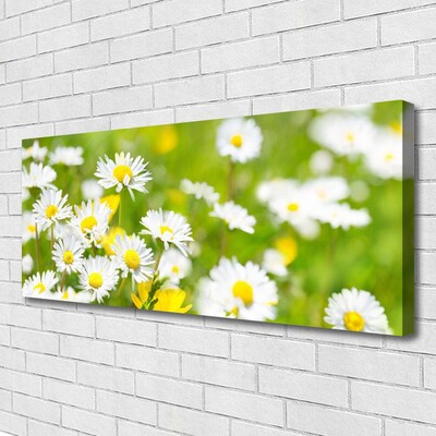 Quadro su tela Pianta di fiori di margherita