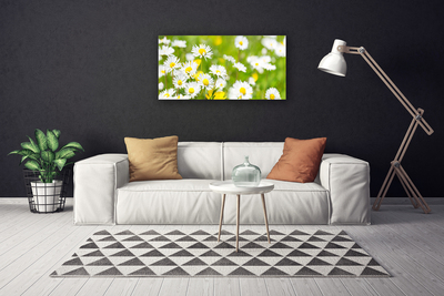 Quadro su tela Pianta di fiori di margherita