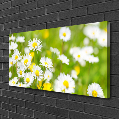 Quadro su tela Pianta di fiori di margherita