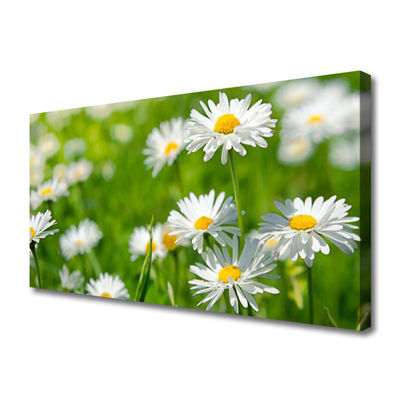 Quadro su tela Pianta di fiori di margherita