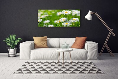 Quadro su tela Pianta di fiori di margherita