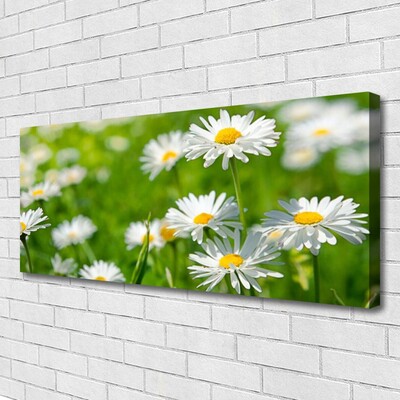 Quadro su tela Pianta di fiori di margherita