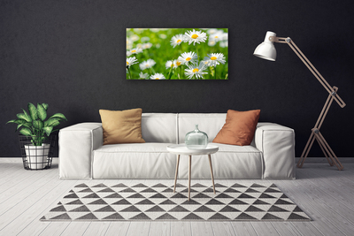 Quadro su tela Pianta di fiori di margherita