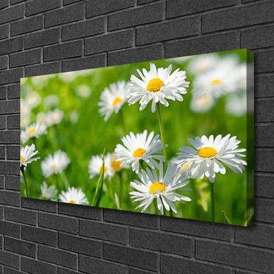 Quadro su tela Pianta di fiori di margherita