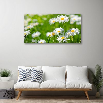 Quadro su tela Pianta di fiori di margherita