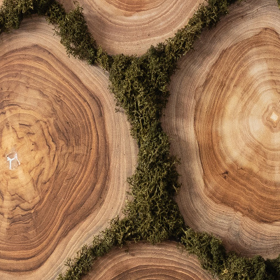 Quadro muschio stabilizzato Sezione di tronco d'albero