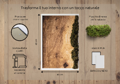 Quadro muschio stabilizzato Tavola in rovere naturale