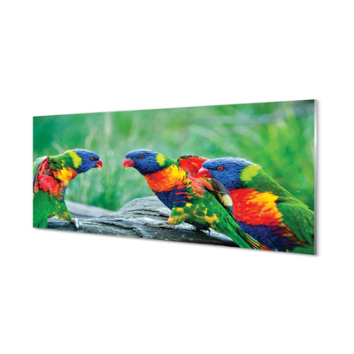 Quadro in vetro Albero dei pappagalli colorato