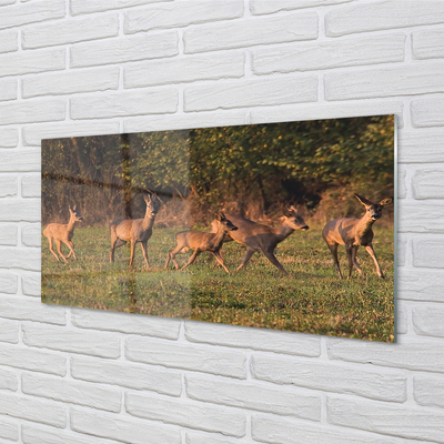 Quadro di vetro Alba in un campo di cervi