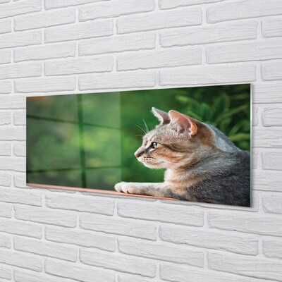 Quadro su vetro Gatto che guarda