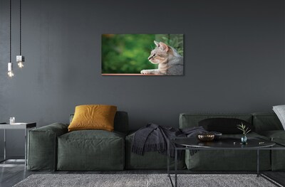 Quadro su vetro Gatto che guarda