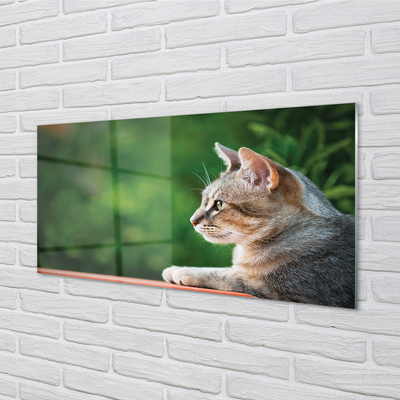 Quadro su vetro Gatto che guarda