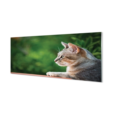 Quadro su vetro Gatto che guarda