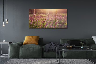 Quadro in vetro Campo di heather