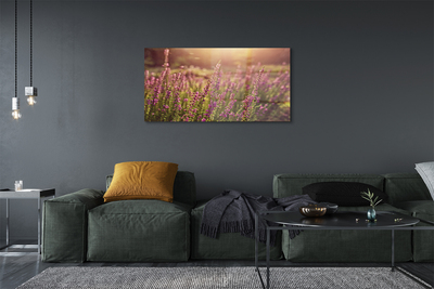 Quadro in vetro Campo di heather