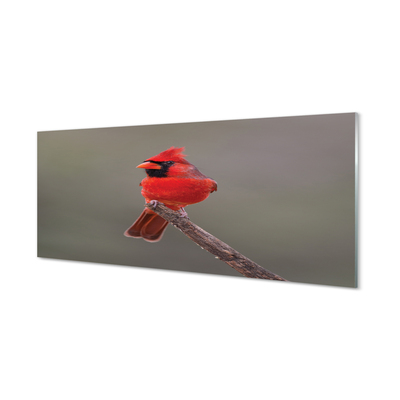 Quadro vetro Pappagallo rosso su un ramo