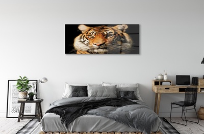 Quadro vetro Tigre