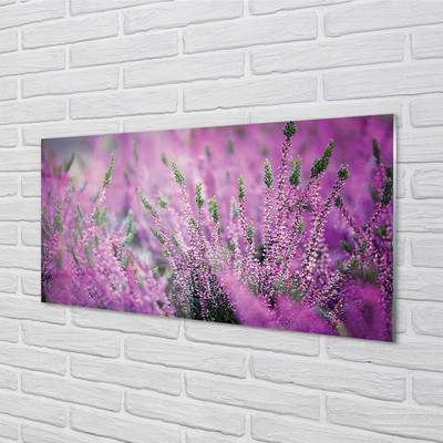 Quadro su vetro Campo di heather