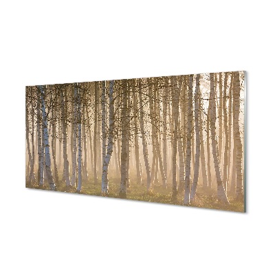 Quadro in vetro Alberi della foresta all'alba