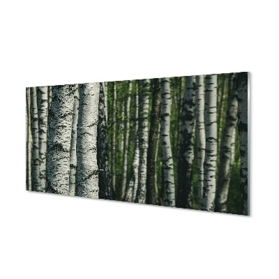 Quadro su vetro Bosco di betulle