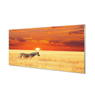 Quadro vetro Campo zebrato al tramonto