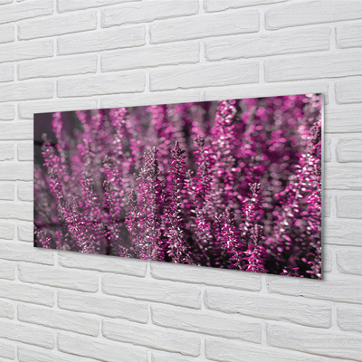 Quadro su vetro Campo di heather