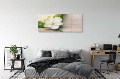 Quadro su vetro Magnolia bianca