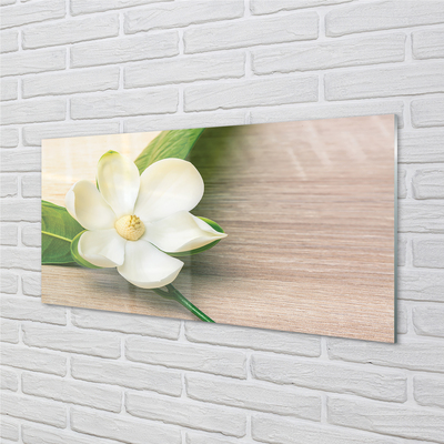 Quadro su vetro Magnolia bianca