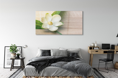 Quadro su vetro Magnolia bianca