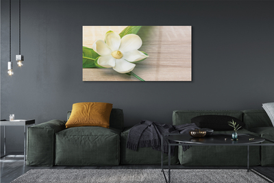 Quadro su vetro Magnolia bianca