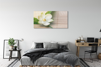 Quadro su vetro Magnolia bianca