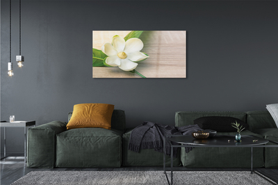 Quadro su vetro Magnolia bianca