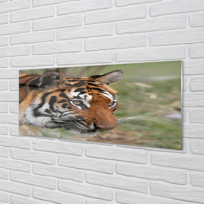 Quadro di vetro Foresta delle tigri