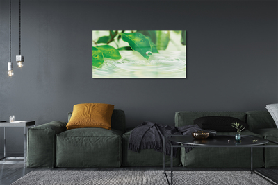 Quadro in vetro Gocce di foglie acqua