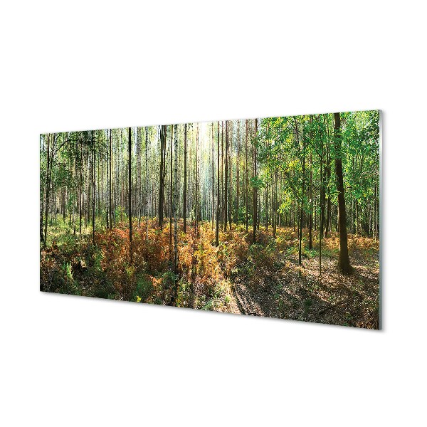 Quadro di vetro Foresta di betulle