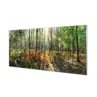 Quadro di vetro Foresta di betulle