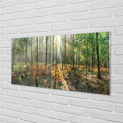 Quadro di vetro Foresta di betulle