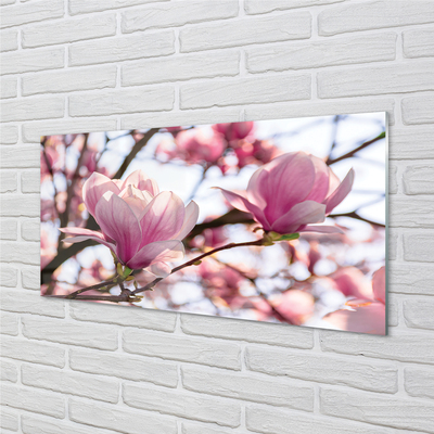 Quadro su vetro Alberi di magnolia