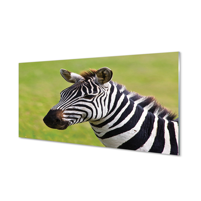 Quadro vetro Zebra