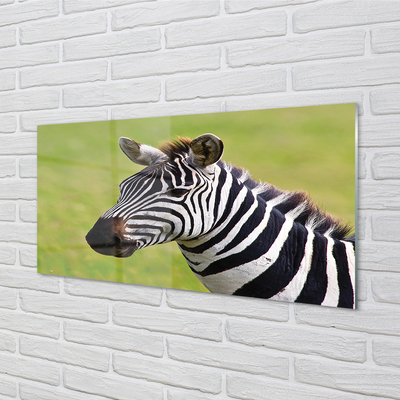 Quadro vetro Zebra