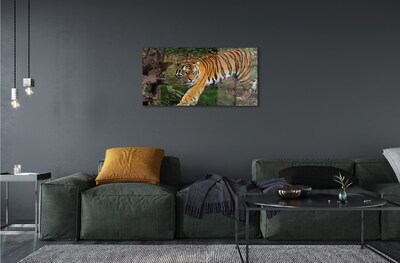 Quadro di vetro Foresta delle tigri