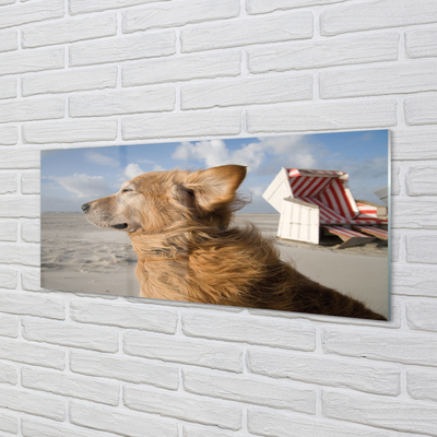 Quadro in vetro Spiaggia del cane marrone