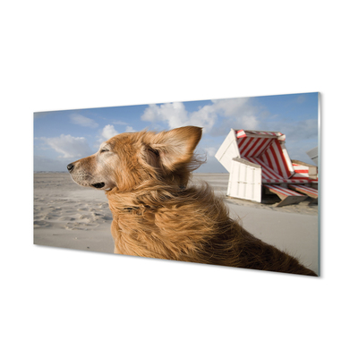 Quadro in vetro Spiaggia del cane marrone