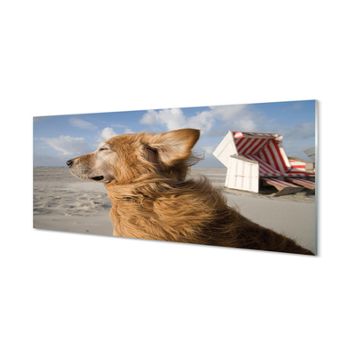 Quadro in vetro Spiaggia del cane marrone