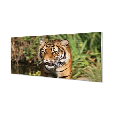 Quadro vetro Foresta delle tigri