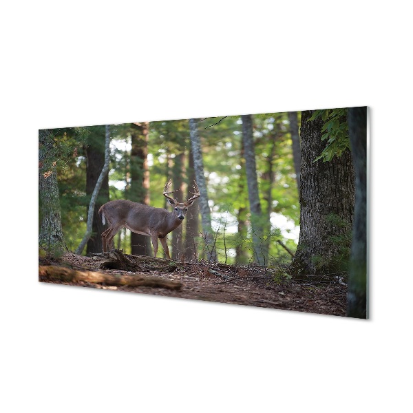 Quadro di vetro Foresta di cervi