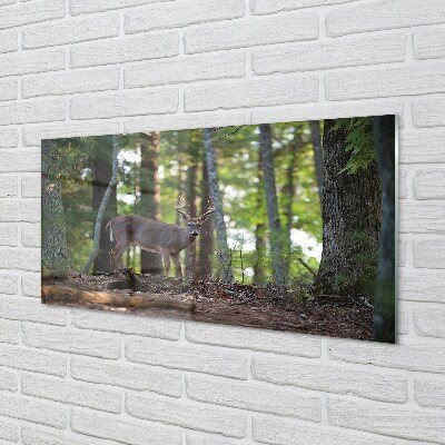 Quadro di vetro Foresta di cervi