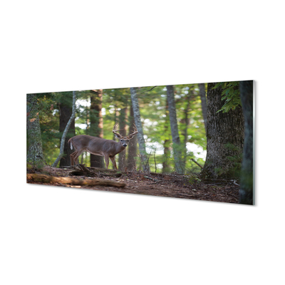 Quadro di vetro Foresta di cervi